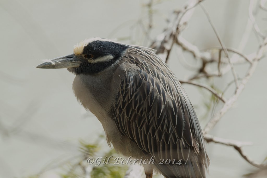 Yellow-crowned Night-Heron 2014-01-25_2.jpg